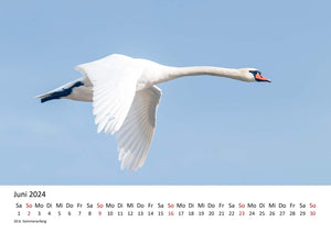 Edition Seidel Premium Kalender Schwäne 2024 Format DIN A3 Wandkalender Vogelkalender Schwan Küken Wasservögel Vögel Wildvögel Wildtiere