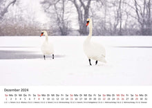 Laden Sie das Bild in den Galerie-Viewer, Edition Seidel Premium Kalender Schwäne 2024 Format DIN A3 Wandkalender Vogelkalender Schwan Küken Wasservögel Vögel Wildvögel Wildtiere
