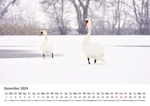 Edition Seidel Premium Kalender Schwäne 2024 Format DIN A3 Wandkalender Vogelkalender Schwan Küken Wasservögel Vögel Wildvögel Wildtiere