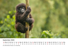 Laden Sie das Bild in den Galerie-Viewer, Edition Seidel Premium Kalender Faszination Gorillas 2024 Format DIN A3 Wandkalender Tierkalender Afrika Regenwald Affen Primaten Wildtiere Waldtiere
