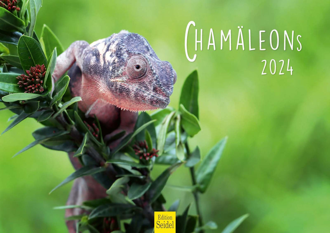 Edition Seidel Premium Kalender Faszination Chamäleons 2024 Format DIN A3 Wandkalender Tierkalender Eidechse Reptilie Schuppenkriechtier Leguan Wildtier