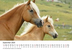 Edition Seidel Premium Kalender Pferde 2024 Format DIN A4 Wandkalender Pferdekalender Fohlen Stute Hengst Pony Tiere