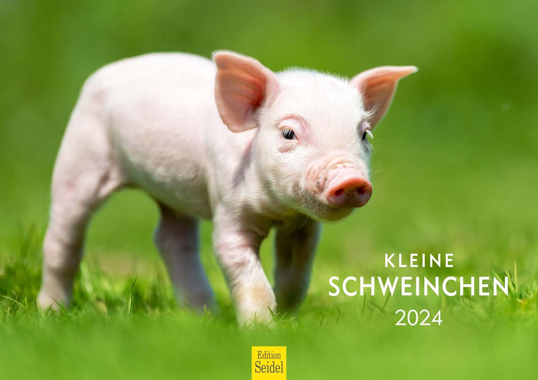 Edition Seidel Premium Kalender Kleine Schweinchen 2024 Format DIN A3 Wandkalender Tierkalender Schwein Ferkel Frischling Tierkinder Haustiere heimische Säugetiere