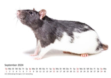 Laden Sie das Bild in den Galerie-Viewer, Edition Seidel Premium Kalender Ratten 2024 Format DIN A3 Wandkalender Tierkalender Rattenkalender Weltweit Ratte Nager
