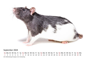 Edition Seidel Premium Kalender Ratten 2024 Format DIN A3 Wandkalender Tierkalender Rattenkalender Weltweit Ratte Nager