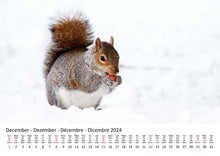 Laden Sie das Bild in den Galerie-Viewer, Edition Seidel Premium Kalender Eichhörnchen 2024 Format DIN A3 Wandkalender Tierkalender Wildtiere Waldtiere heimische Tiere
