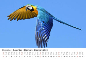 Edition Seidel Premium Kalender Die Welt der Papageien 2024 Format DIN A3 Wandkalender Tierkalender Vogelkalender Papagei Kakadu bunte Vögel