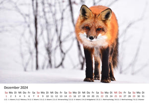 Edition Seidel Premium Kalender Füchse 2024 Format DIN A3 Wandkalender Tierkalender Fuchs Tiere Wildtiere Waldtiere