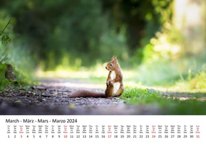 Edition Seidel Premium Kalender Eichhörnchen 2024 Format DIN A3 Wandkalender Tierkalender Wildtiere Waldtiere heimische Tiere