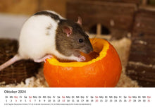 Laden Sie das Bild in den Galerie-Viewer, Edition Seidel Premium Kalender Ratten 2024 Format DIN A3 Wandkalender Tierkalender Rattenkalender Weltweit Ratte Nager
