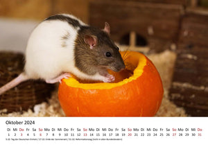 Edition Seidel Premium Kalender Ratten 2024 Format DIN A3 Wandkalender Tierkalender Rattenkalender Weltweit Ratte Nager