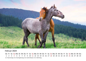 Edition Seidel Premium Kalender Faszination Pferde 2024 DIN A3 Wandkalender Pferdekalender Tiere Pferde Pony Stute Fohlen Natur Landschaft Sonne Strand Weide Koppel Meer