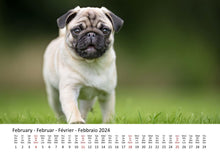 Laden Sie das Bild in den Galerie-Viewer, Edition Seidel Premium Kalender Möpse 2024 Format DIN A3 Wandkalender Hundekalender Mops Hund Welpe Hunderasse Haustier
