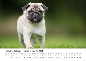 Edition Seidel Premium Kalender Möpse 2024 Format DIN A3 Wandkalender Hundekalender Mops Hund Welpe Hunderasse Haustier