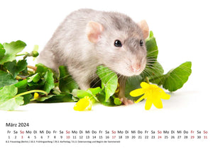 Edition Seidel Premium Kalender Ratten 2024 Format DIN A3 Wandkalender Tierkalender Rattenkalender Weltweit Ratte Nager