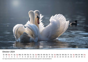 Edition Seidel Premium Kalender Schwäne 2024 Format DIN A3 Wandkalender Vogelkalender Schwan Küken Wasservögel Vögel Wildvögel Wildtiere