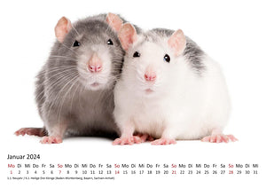 Edition Seidel Premium Kalender Ratten 2024 Format DIN A3 Wandkalender Tierkalender Rattenkalender Weltweit Ratte Nager