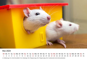 Edition Seidel Premium Kalender Ratten 2024 Format DIN A3 Wandkalender Tierkalender Rattenkalender Weltweit Ratte Nager