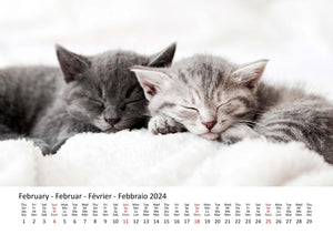 Edition Seidel Premium Kalender Süße Kätzchen 2024 Format DIN A3 Wandkalender Katzenkalender Haustiere Katzen Kinder Katze Kater Kitten