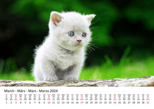 Laden Sie das Bild in den Galerie-Viewer, Edition Seidel Premium Kalender Süße Kätzchen 2024 Format DIN A3 Wandkalender Katzenkalender Haustiere Katzen Kinder Katze Kater Kitten
