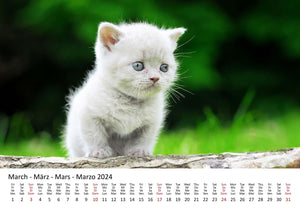 Edition Seidel Premium Kalender Süße Kätzchen 2024 Format DIN A3 Wandkalender Katzenkalender Haustiere Katzen Kinder Katze Kater Kitten