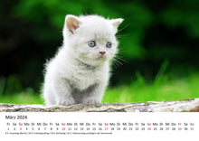 Laden Sie das Bild in den Galerie-Viewer, Edition Seidel Premium Kalender Süße Kätzchen 2024 Format DIN A3 Wandkalender Katzenkalender Tiere Katzenkinder Kater Kitten Haustiere
