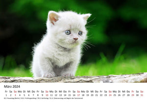 Edition Seidel Premium Kalender Süße Kätzchen 2024 Format DIN A3 Wandkalender Katzenkalender Tiere Katzenkinder Kater Kitten Haustiere