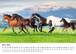 Edition Seidel Premium Kalender Faszination Pferde 2024 DIN A3 Wandkalender Pferdekalender Tiere Pferde Pony Stute Fohlen Natur Landschaft Sonne Strand Weide Koppel Meer