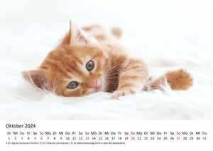 Edition Seidel Premium Kalender Süße Kätzchen 2024 Format DIN A3 Wandkalender Katzenkalender Tiere Katzenkinder Kater Kitten Haustiere