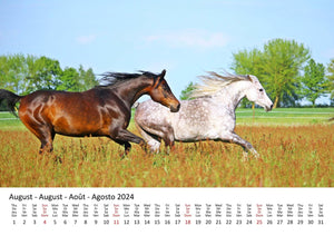 Edition Seidel Premium Kalender Pferde 2024 Format DIN A3 Wandkalender Pferdekalender Tiere Pferd Pony Stute Hengst Fohlen