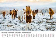 Laden Sie das Bild in den Galerie-Viewer, Edition Seidel Premium Kalender Ponys International 2024 Format DIN A3 Wandkalender Tierkalender Pferdekalender Pony Fohlen Stute Hengst Islandpferd
