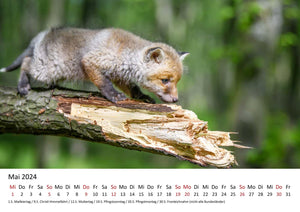 Edition Seidel Premium Kalender Füchse 2024 Format DIN A3 Wandkalender Tierkalender Fuchs Tiere Wildtiere Waldtiere