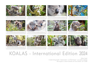 Edition Seidel Premium Kalender Koalas International 2024 Format DIN A3 Wandkalender Tierkalender Australien Koala Eukalyptus Wald Säugetier