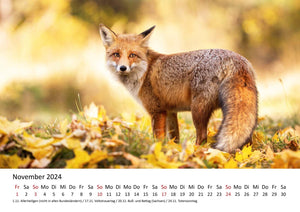 Edition Seidel Premium Kalender Füchse 2024 Format DIN A3 Wandkalender Tierkalender Fuchs Tiere Wildtiere Waldtiere