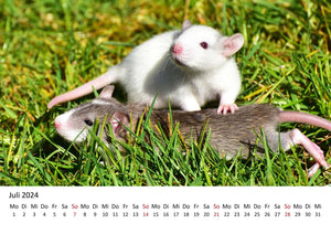 Edition Seidel Premium Kalender Ratten 2024 Format DIN A3 Wandkalender Tierkalender Rattenkalender Weltweit Ratte Nager