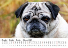 Laden Sie das Bild in den Galerie-Viewer, Edition Seidel Premium Kalender Möpse 2024 Format DIN A3 Wandkalender Hundekalender Mops Hund Welpe Hunderasse Haustier
