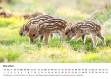 Laden Sie das Bild in den Galerie-Viewer, Edition Seidel Premium Kalender Kleine Schweinchen 2024 Format DIN A3 Wandkalender Tierkalender Schwein Ferkel Frischling Tierkinder Haustiere heimische Säugetiere
