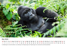 Laden Sie das Bild in den Galerie-Viewer, Edition Seidel Premium Kalender Faszination Gorillas 2024 Format DIN A3 Wandkalender Tierkalender Afrika Regenwald Affen Primaten Wildtiere Waldtiere
