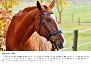 Edition Seidel Premium Kalender Pferde 2024 Format DIN A4 Wandkalender Pferdekalender Fohlen Stute Hengst Pony Tiere