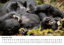 Laden Sie das Bild in den Galerie-Viewer, Edition Seidel Premium Kalender Faszination Gorillas 2024 Format DIN A3 Wandkalender Tierkalender Afrika Regenwald Affen Primaten Wildtiere Waldtiere
