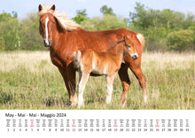 Laden Sie das Bild in den Galerie-Viewer, Edition Seidel Premium Kalender Ponys International 2024 Format DIN A3 Wandkalender Tierkalender Pferdekalender Pony Fohlen Stute Hengst Islandpferd
