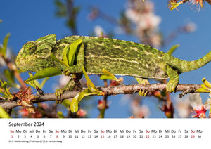 Edition Seidel Premium Kalender Faszination Chamäleons 2024 Format DIN A3 Wandkalender Tierkalender Eidechse Reptilie Schuppenkriechtier Leguan Wildtier