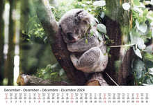 Laden Sie das Bild in den Galerie-Viewer, Edition Seidel Premium Kalender Koalas International 2024 Format DIN A3 Wandkalender Tierkalender Australien Koala Eukalyptus Wald Säugetier
