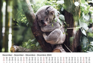 Edition Seidel Premium Kalender Koalas International 2024 Format DIN A3 Wandkalender Tierkalender Australien Koala Eukalyptus Wald Säugetier