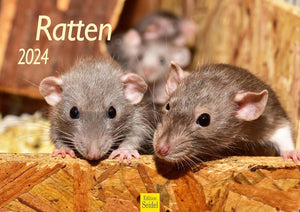 Edition Seidel Premium Kalender Ratten 2024 Format DIN A3 Wandkalender Tierkalender Rattenkalender Weltweit Ratte Nager