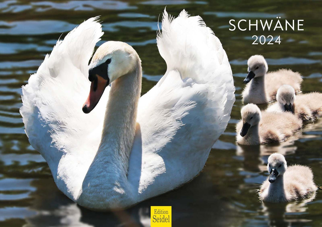 Edition Seidel Premium Kalender Schwäne 2024 Format DIN A3 Wandkalender Vogelkalender Schwan Küken Wasservögel Vögel Wildvögel Wildtiere