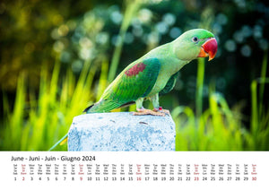 Edition Seidel Premium Kalender Die Welt der Papageien 2024 Format DIN A3 Wandkalender Tierkalender Vogelkalender Papagei Kakadu bunte Vögel