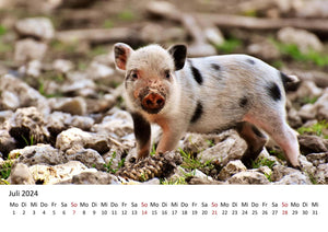 Edition Seidel Premium Kalender Schweinchen 2024 Format DIN A3 Wandkalender Tierkalender Tiere Schwein Ferkel Frischling Wildschwein heimische Säugetiere