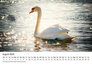 Edition Seidel Premium Kalender Schwäne 2024 Format DIN A3 Wandkalender Vogelkalender Schwan Küken Wasservögel Vögel Wildvögel Wildtiere