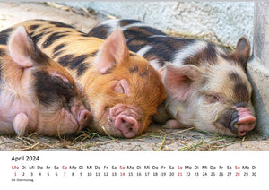 Edition Seidel Premium Kalender Schweinchen 2024 Format DIN A3 Wandkalender Tierkalender Tiere Schwein Ferkel Frischling Wildschwein heimische Säugetiere